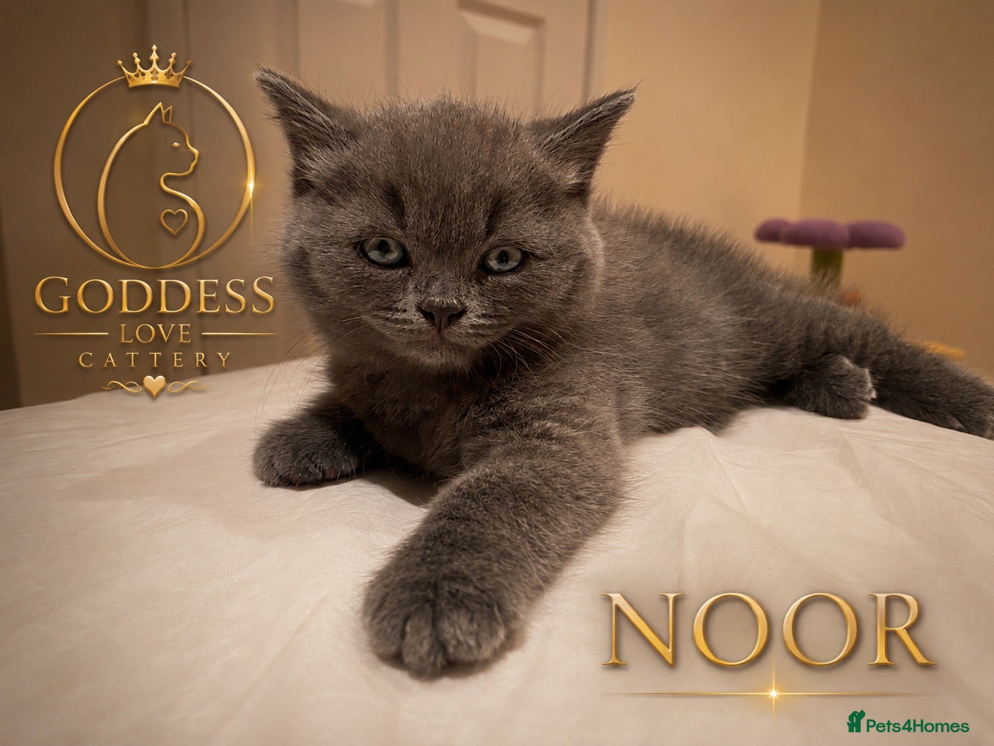 British Shorthair cats Amazing Pedigree British Shorthair Kittens  - Advert 1