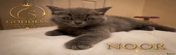 British Shorthair cats for sale: Amazing Pedigree British Shorthair Kittens  - Advert 1