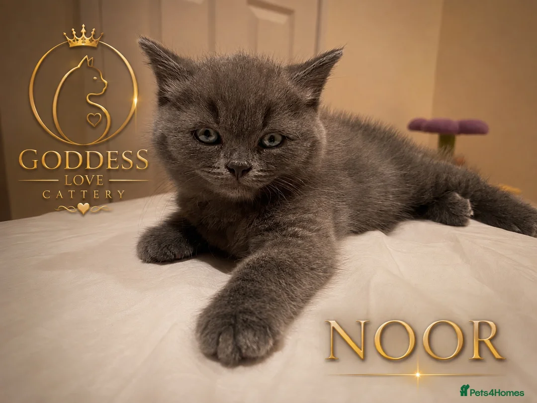 British Shorthair cats for sale: Amazing Pedigree British Shorthair Kittens  - Advert 1
