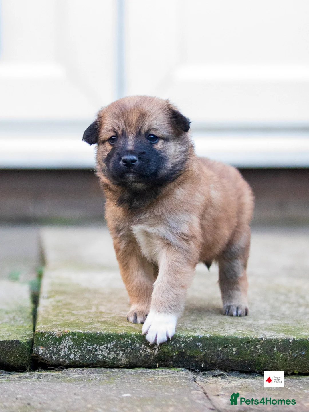 Mixed Breed dogs for sale: Italian Volpino puppies 🦊  - Advert 2