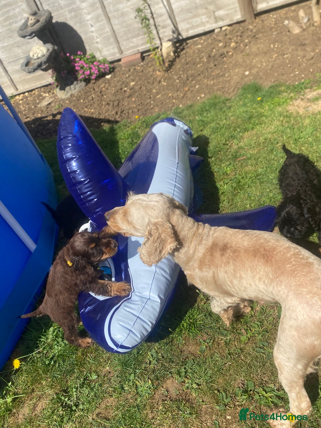 Cockapoo dogs for sale: Gorgeous American cockapoos  - Image 38