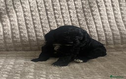 Cockapoo dogs for sale: Beautiful cockapoo puppies - Image 23