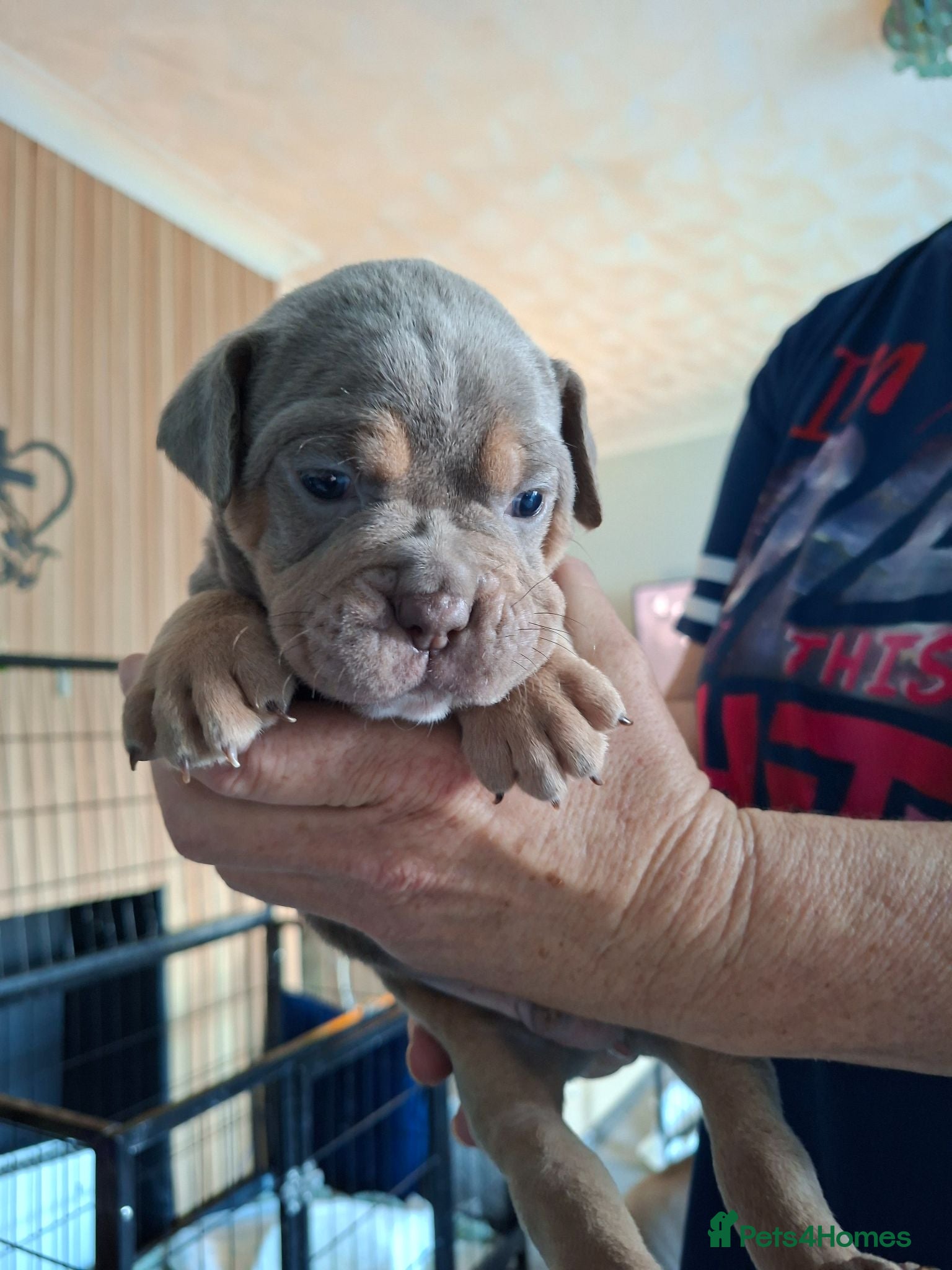 Old Tyme Bulldog dogs Old tyme bulldog puppies for sale - Advert 2