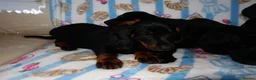 Mixed Breed dogs for sale: I have 6 beautiful Docker spaniels for sale - Advert 8