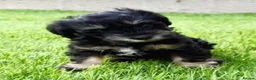 Schnoodle dogs for sale: Rare Schnoodle Babies - Advert 6