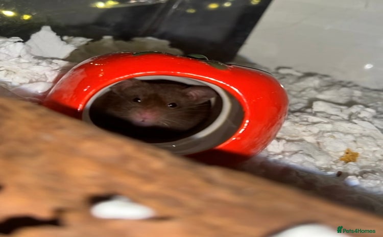 Hamster rodents - Advert 2