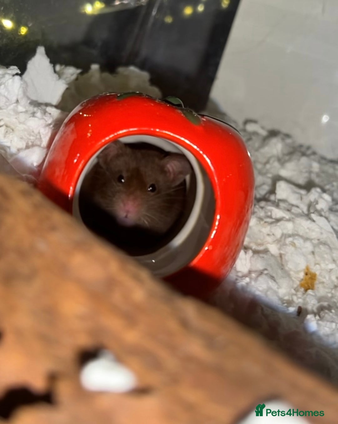 Hamster rodents for sale: Brown male Syrian rehome 📍Essex - Image 1