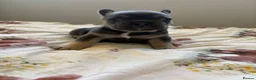 French Bulldog dogs for sale: KC Registered french bulldogs  - Advert 15