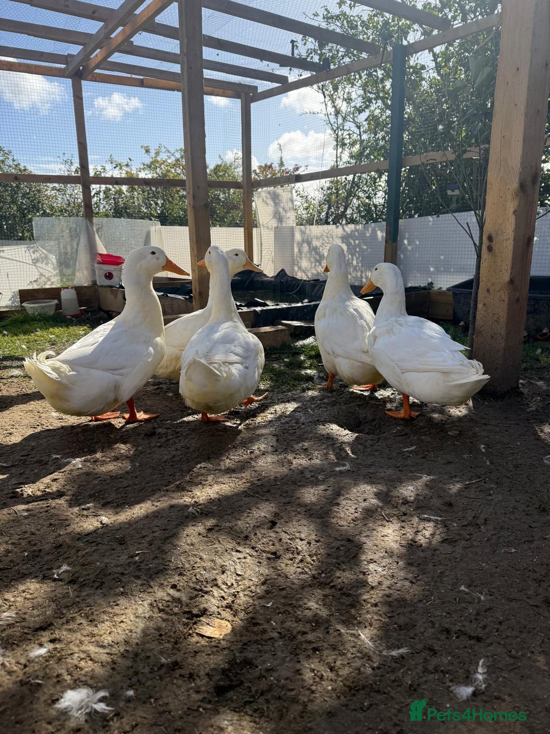 Ducks poultry for sale: Peekin duck 5 drakes - Advert 3