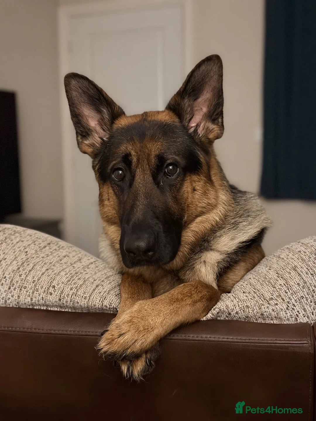German Shepherd dogs for sale: Beautiful 2 year old  male German shepherd  in Kidwelly - Advert 2