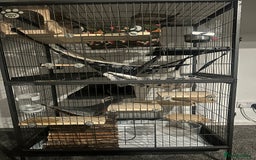 Chinchilla rodents for sale: 2 boys and cage 🩵 - Image 5