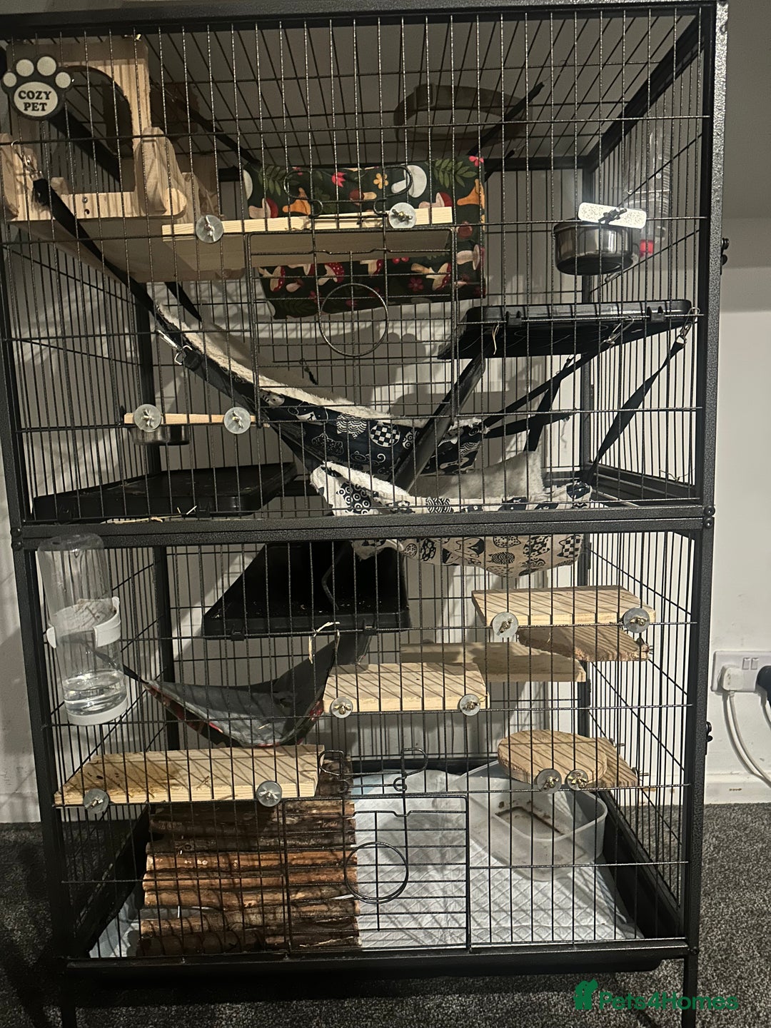 Chinchilla rodents for sale: 2 boys and cage 🩵 - Image 5