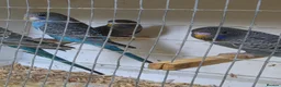 Budgerigars birds for sale: Beautiful Bf/bw & splits - Advert 5