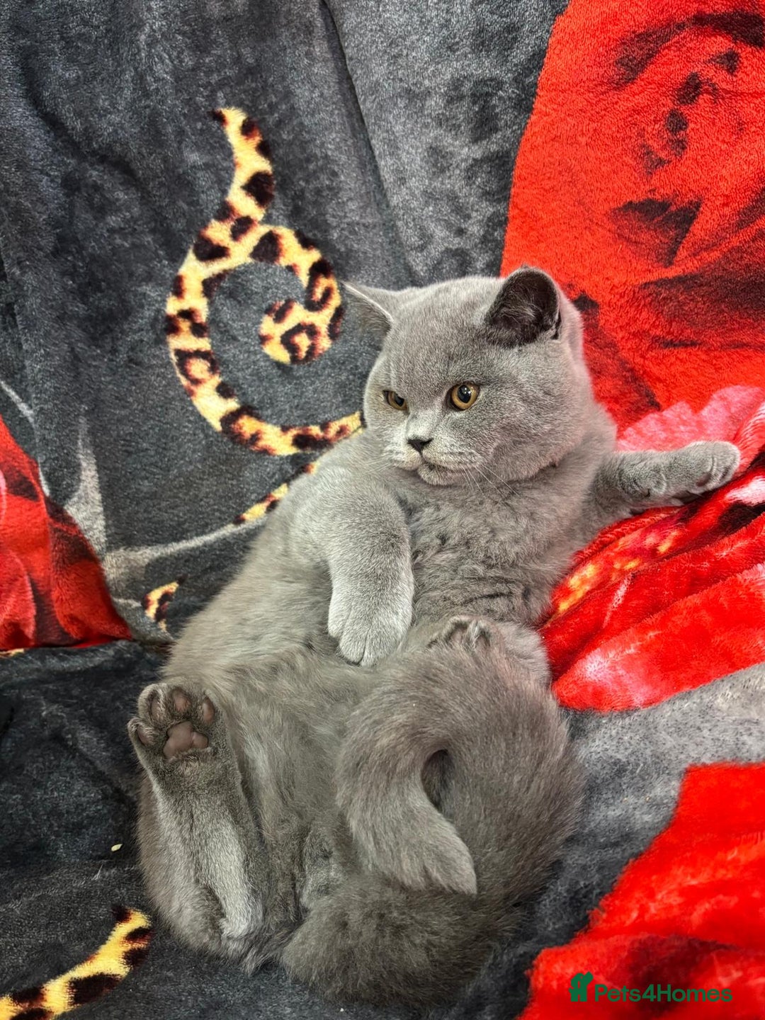 British Shorthair cats for sale: GCCF BSH Kittens pet homes only  - Image 31