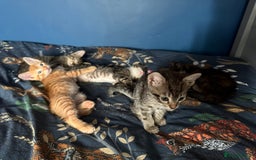 Mixed Breed cats for sale: Beautiful kittens - Image 3