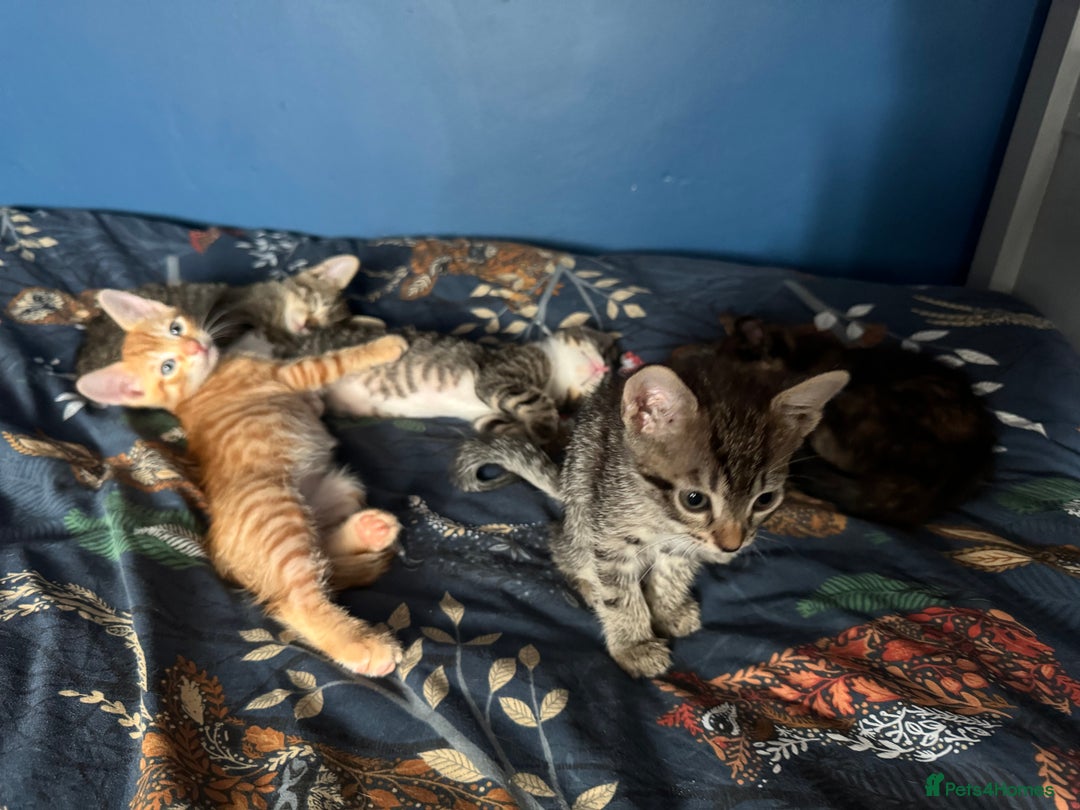 Mixed Breed cats for sale: Beautiful kittens - Image 3