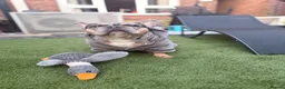 French Bulldog dogs for stud: MARVEL💙 in Manchester - Advert 7