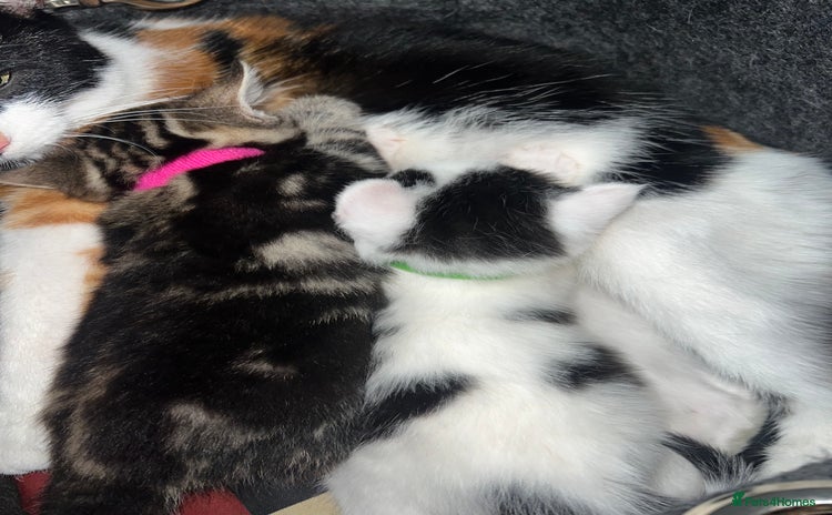 Mixed Breed cats - Advert 15