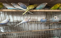 Budgerigars birds for sale: Budgies for sale - Image 3