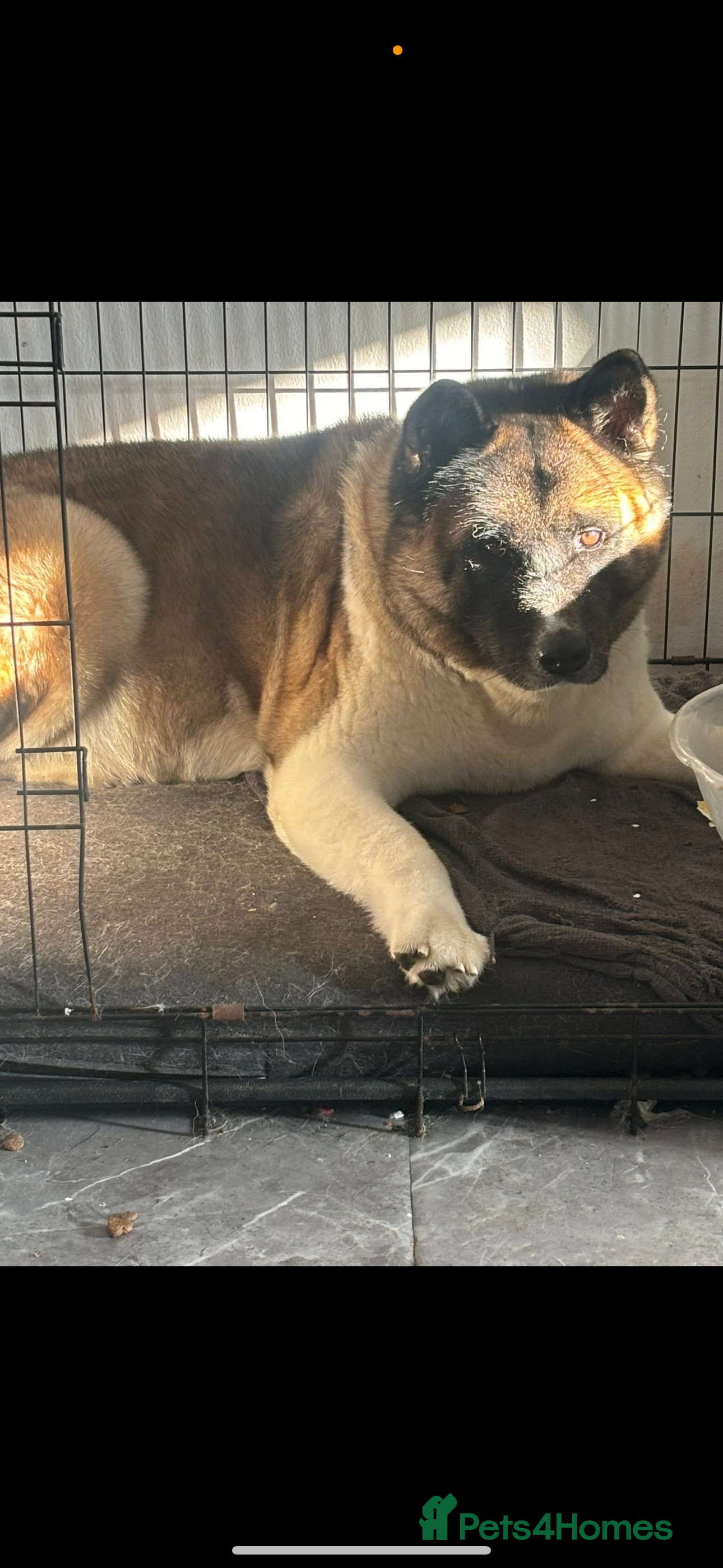 Akita dogs Lexi  - Advert 1