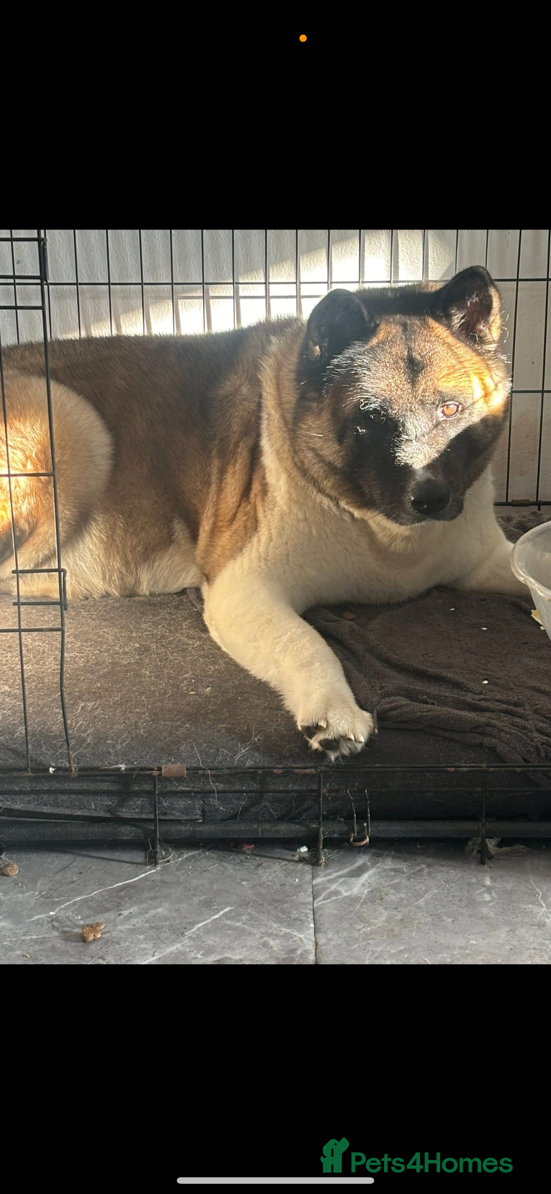 Akita dogs for sale: Lexi  - Advert 1