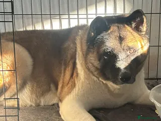 Akita dogs Lexi - Advert 12