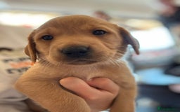 Labrador Retriever dogs for sale: Beautiful Lab Pups Looking for Loving Homes  - Image 2