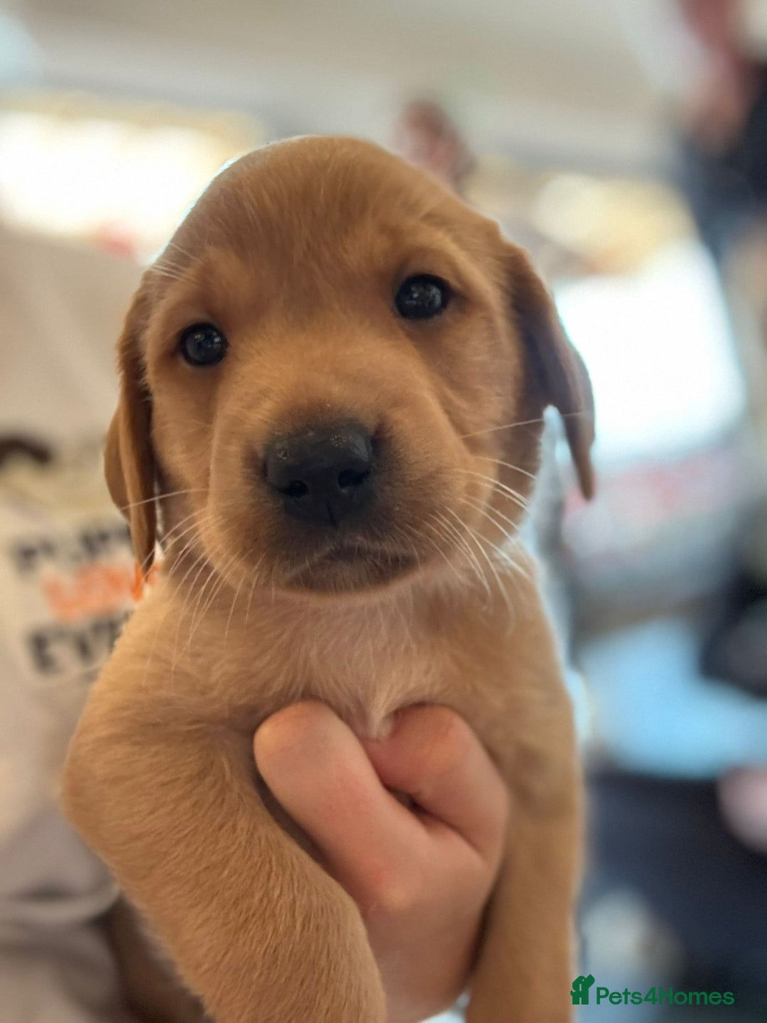 Labrador Retriever dogs for sale: Beautiful Lab Pups Looking for Loving Homes  - Image 2