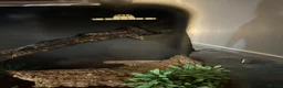 Python Snake reptiles for sale: Ball Python - Advert 3