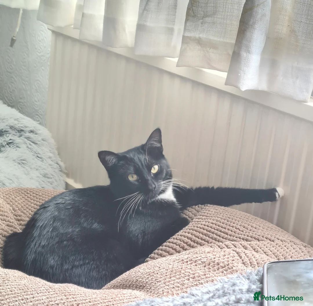 American Shorthair cats for sale: Female Cat  - Advert 4