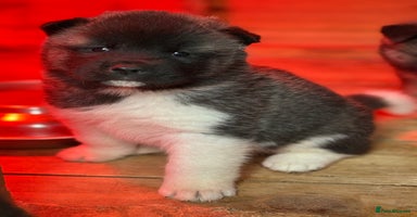 Akita dogs - Advert 14