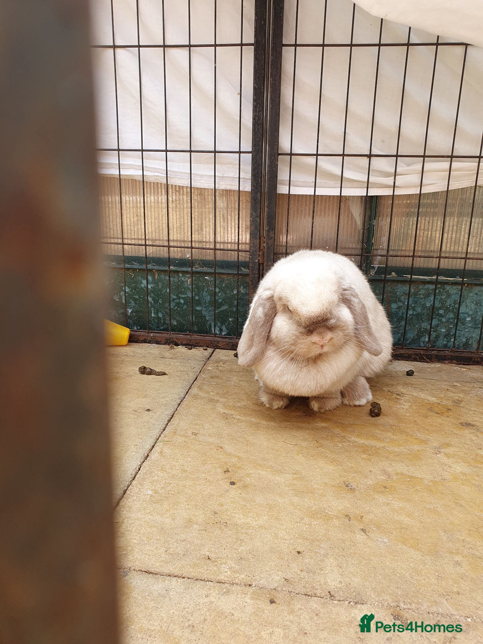 Mini Lop rabbits Spayed/neutered rabbits for adoption Vac rhd2 - Advert 1