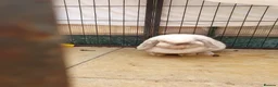 Mini Lop rabbits for sale: Spayed/neutered rabbits for adoption Vac rhd2 - Advert 6