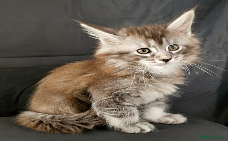 Maine Coon cats - Advert 1