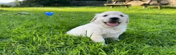 Golden Retriever dogs for sale: KC Registered Golden Retriever puppies in Pencader - Advert 14