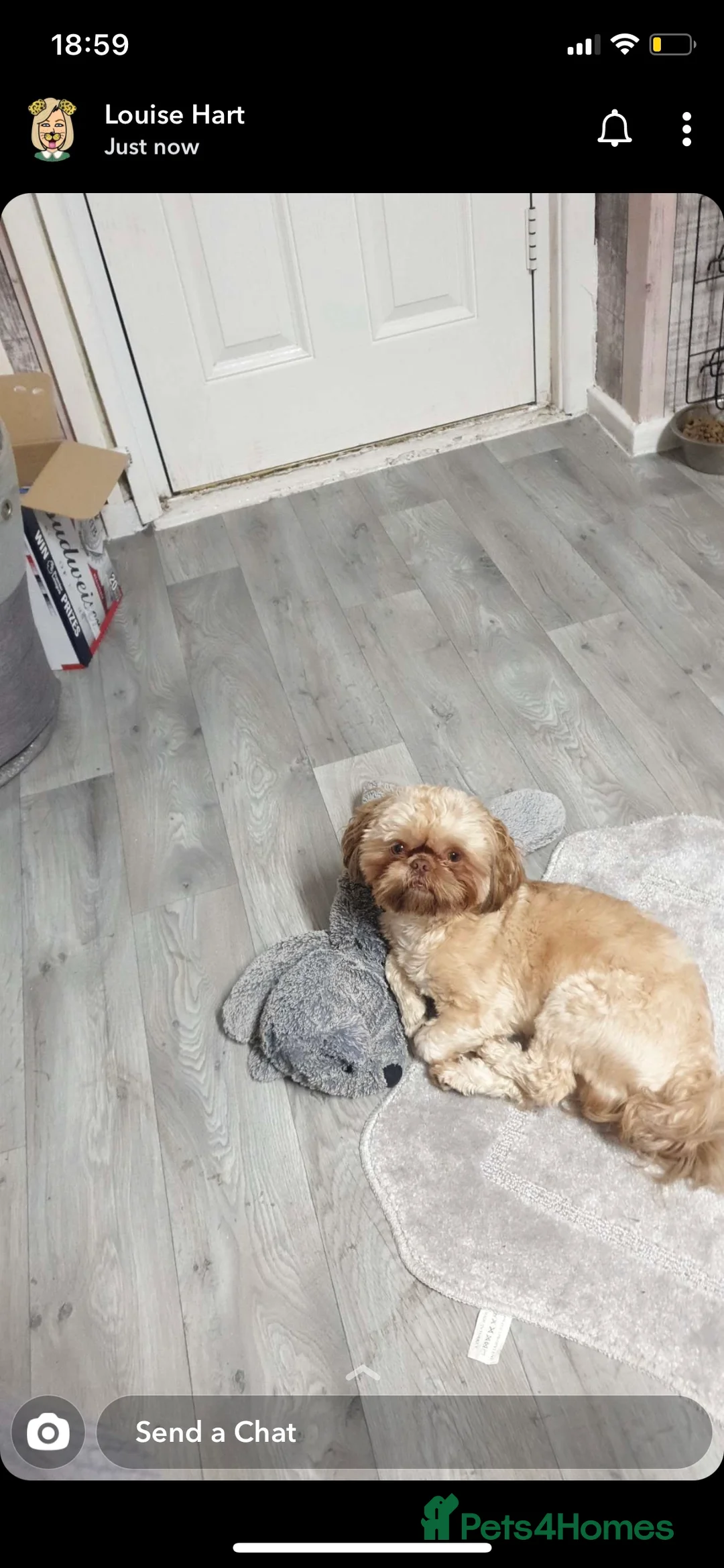 Shih Tzu dogs for stud: Imperial Shih Tzu Stud in Leeds - Advert 4