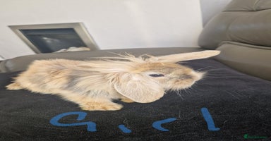 Mini Lion Lop rabbits - Advert 4