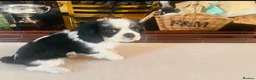Cavalier King Charles Spaniel dogs for sale: KC REG HEREDITARY CLEAR LAST BOY 🐕🐶!!! - Advert 4