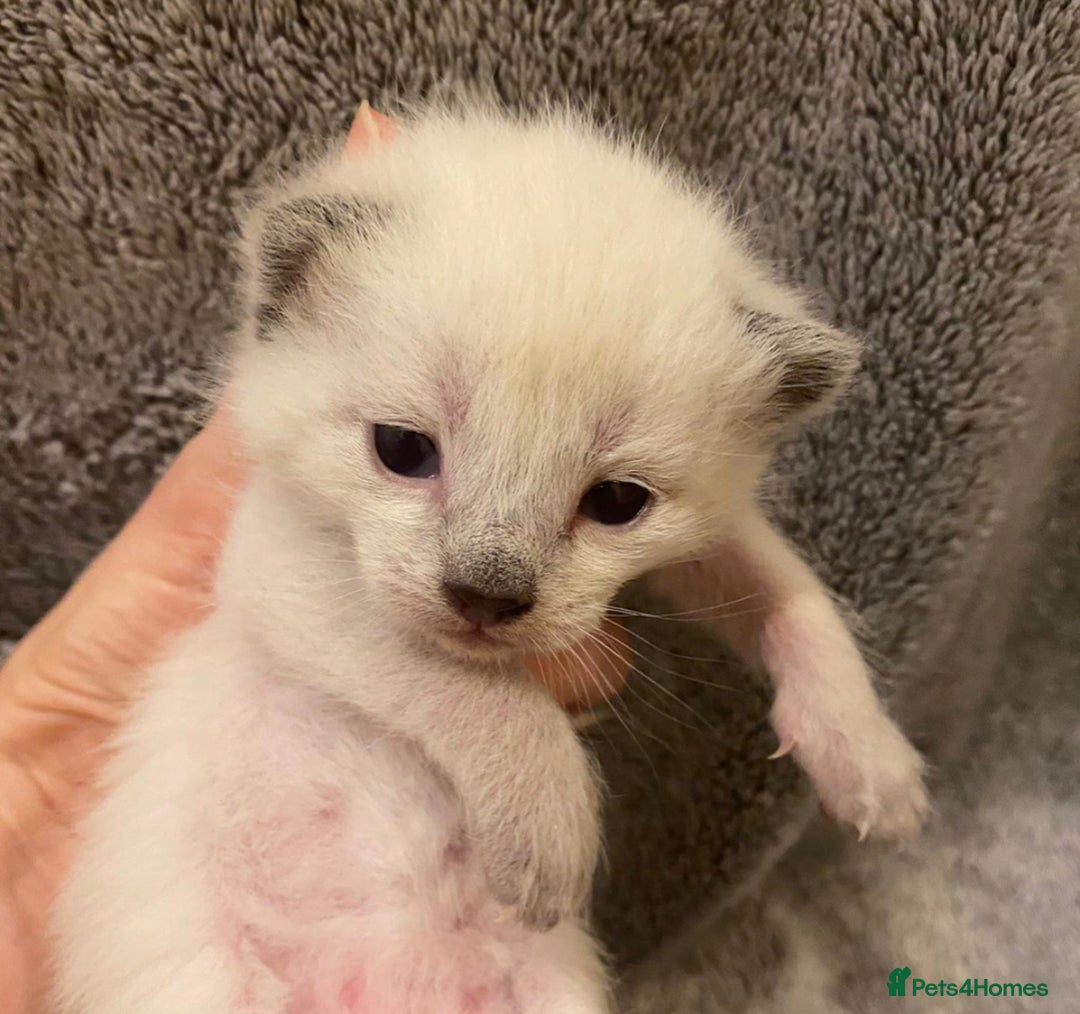 Siamese cats for sale: Beautiful Siamese kittens - Advert 1