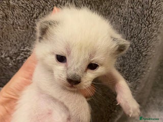 Siamese cats Beautiful Siamese kittens - Advert 1