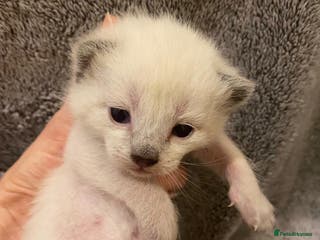 Siamese cats Beautiful Siamese kittens - Advert 3