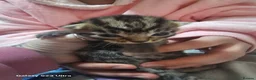 Mixed Breed cats for sale: 3 beautiful babies - Advert 7