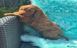 Cockapoo dogs for sale: Stunning Cockerpoo’s available  - Image 17