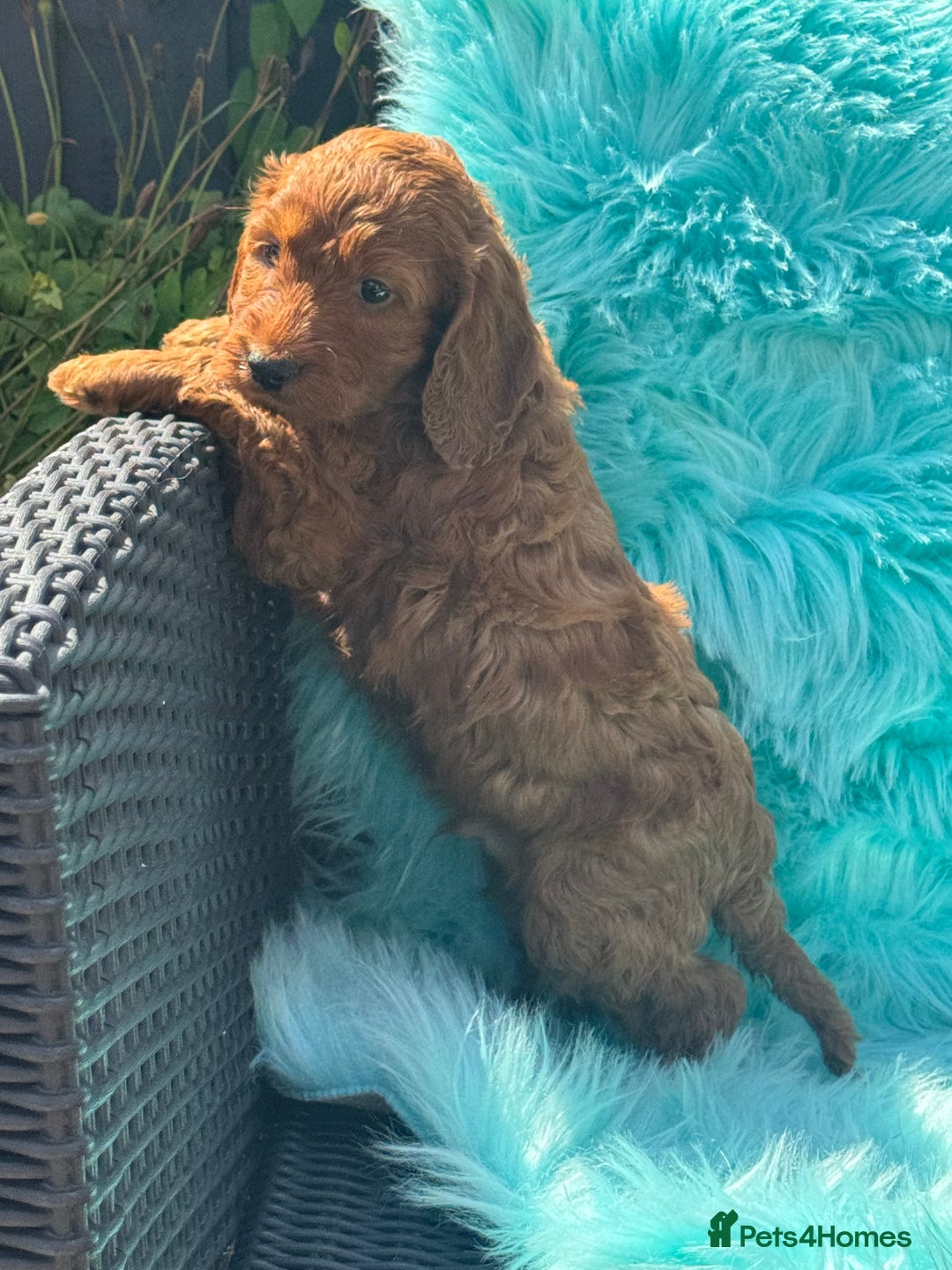 Cockapoo dogs for sale: Stunning Cockerpoo’s available  - Image 17