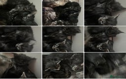 Maine Coon cats for sale: Gorgeous Black & Black Smoke kittens TICA parents - Image 8