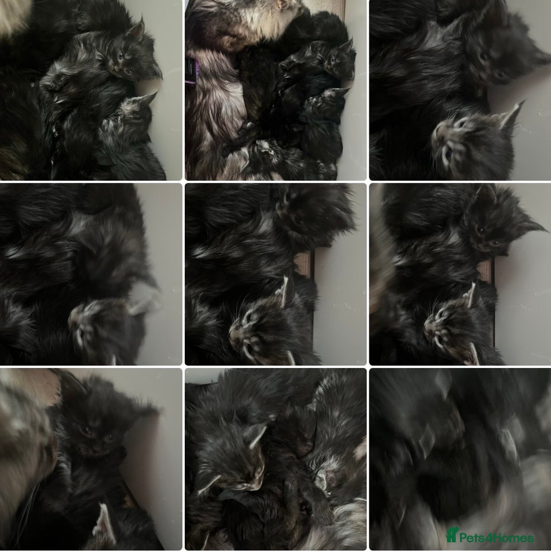 Maine Coon cats for sale: Gorgeous Black & Black Smoke kittens TICA parents - Image 8