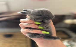 Mini Lop rabbits for sale: Extremely friendly mini lop babies for sale  - Image 21