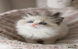 Ragdoll cats for sale: Amazing Ragdoll kittens - Image 34