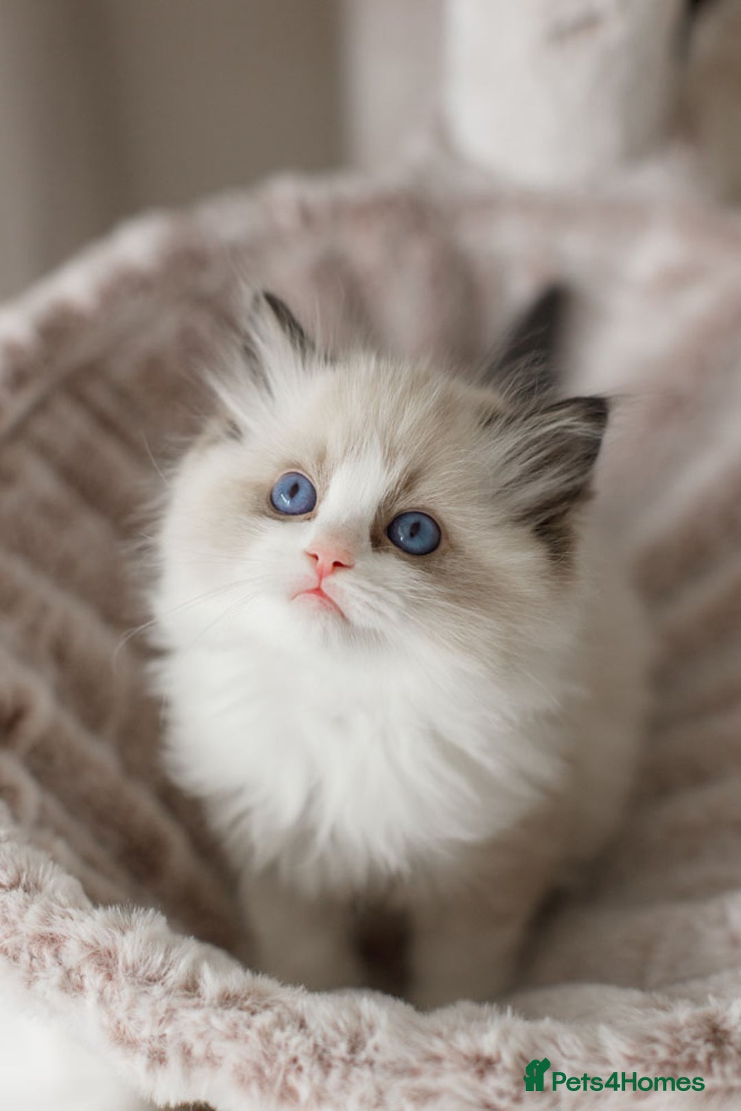 Ragdoll cats for sale: Amazing Ragdoll kittens - Image 34