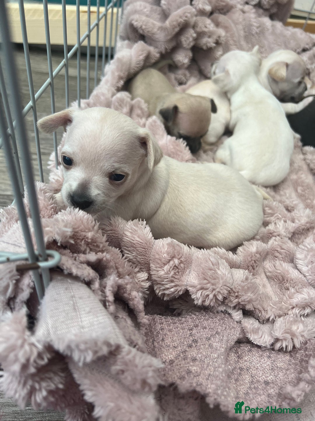 Chihuahua dogs for sale: Beautiful short hair chihuahua  - Advert 16